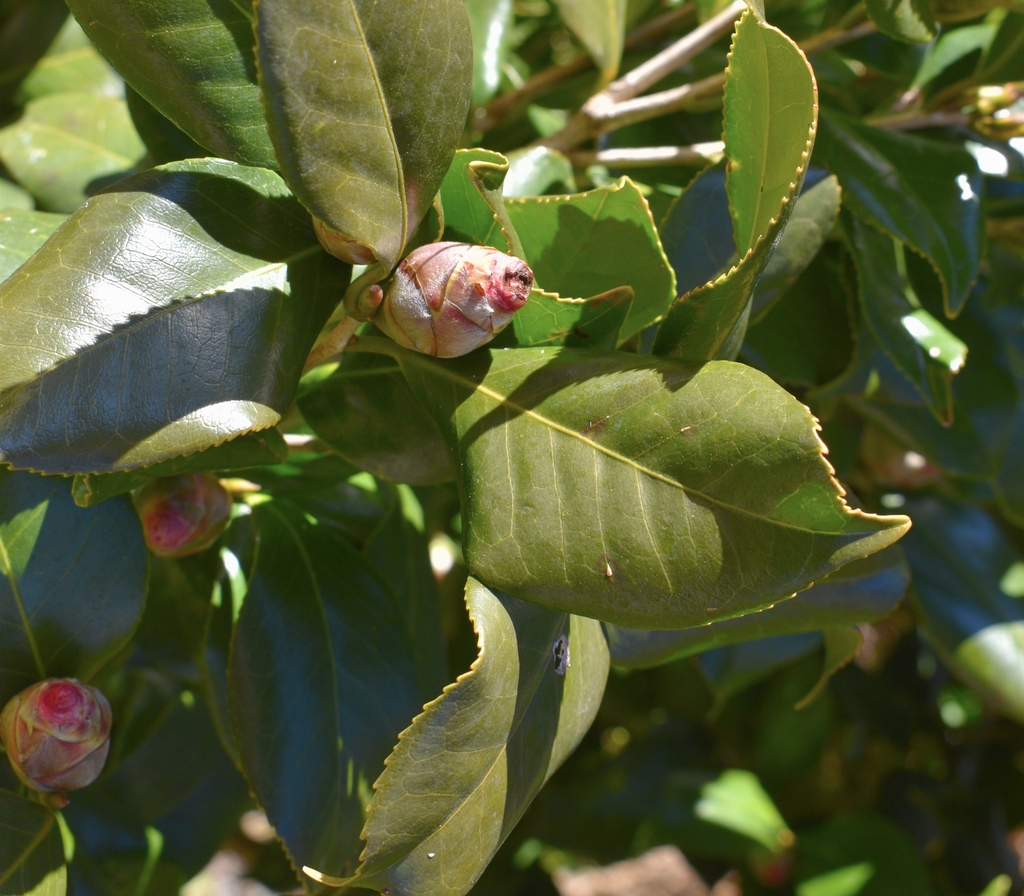 large, rounded flower buds with overlapping, velvety scales