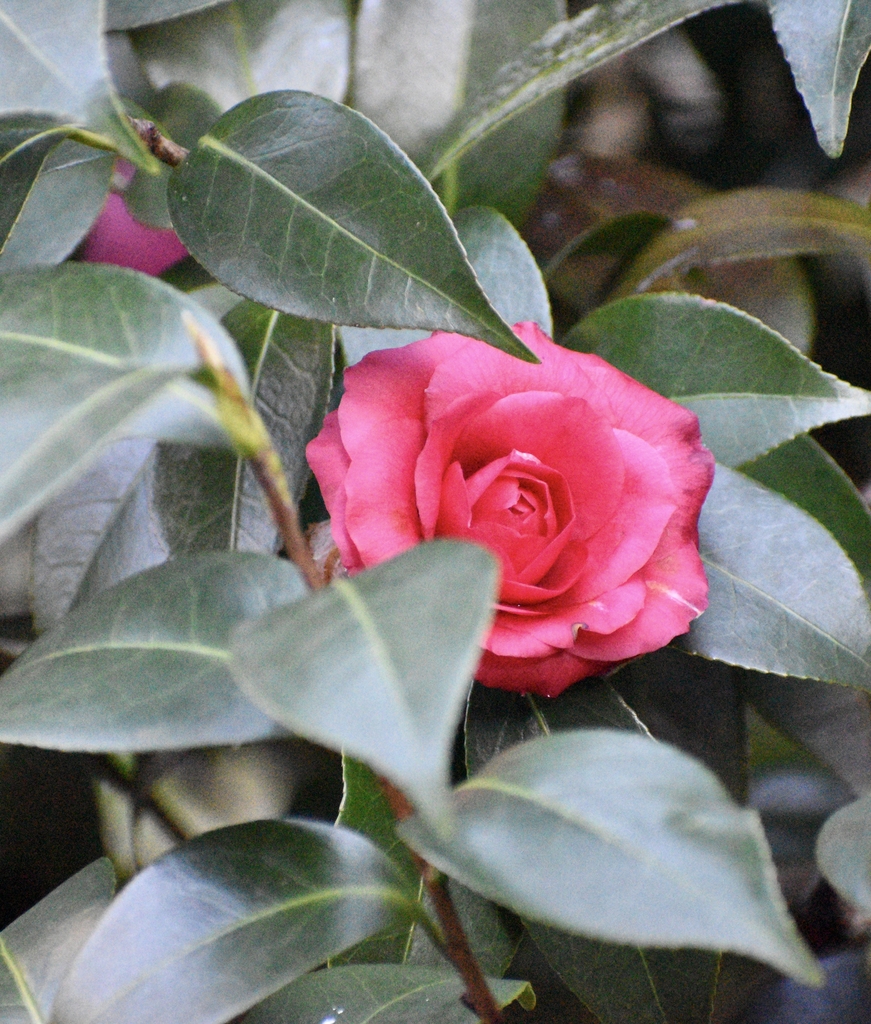 Flower - February - Halifax Co., NC