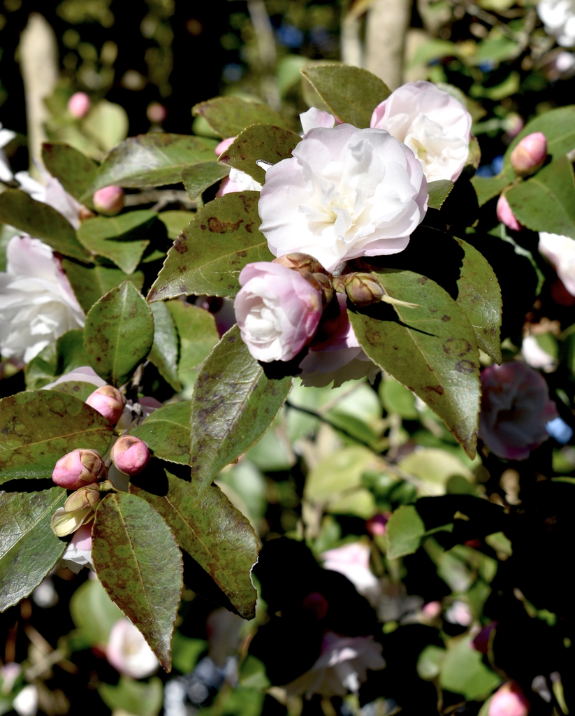 'Cinnamon Cindy' - Flowers - Winter - Wake Co., NC