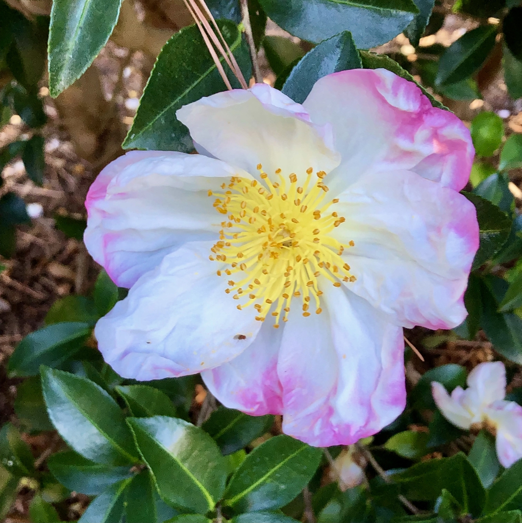 Flower - Wake Co., NC