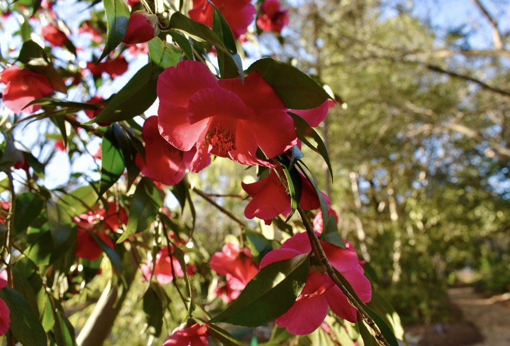 Camellia reticulata
