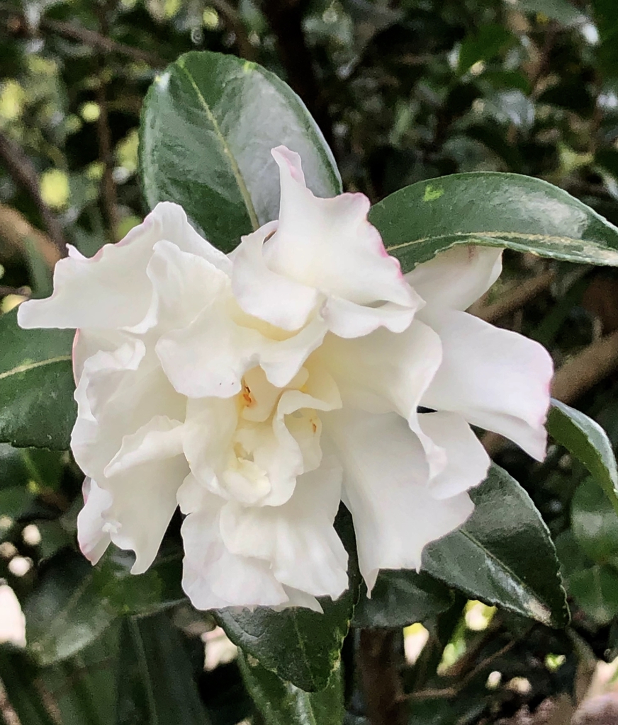Semidouble white flower with ruffled petals.
