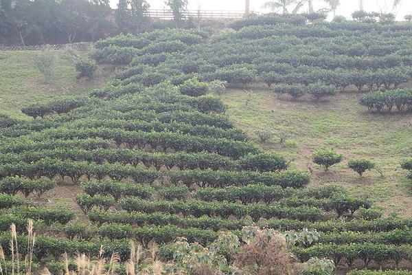 Camellia sinensis