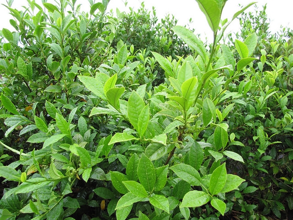 Camellia sinensis