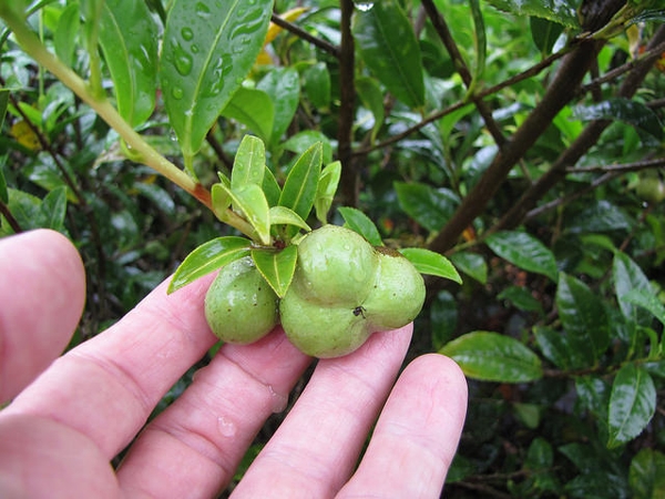 Camellia sinensis