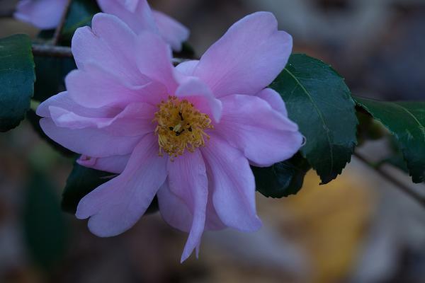 Camellia 'Winter's Charm'