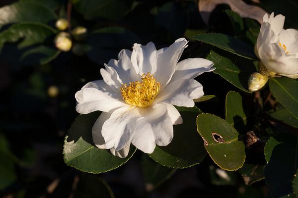 Camellia 'Winter's Hope'