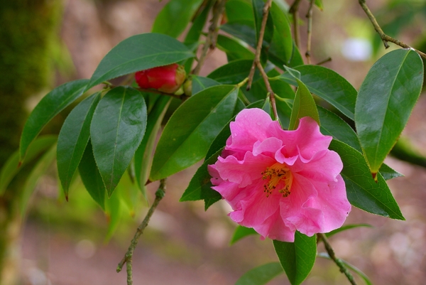 Camellia-x -reticulata