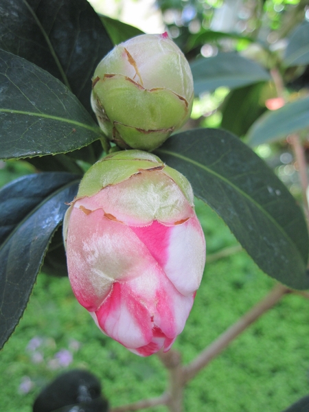 Camellia-x -reticulata