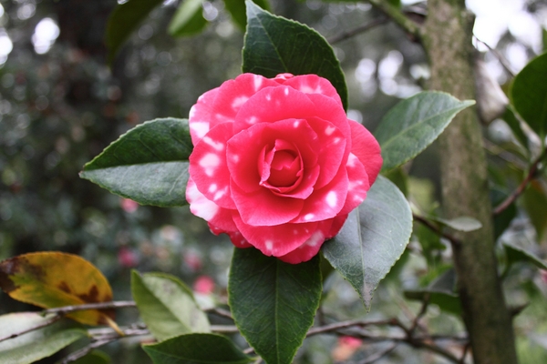 Camellia-x -reticulata-Howard-Asper