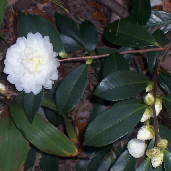 Camellia 'Snow flurry'