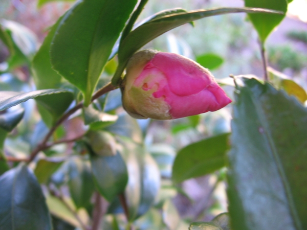 Camellia 'Winter's Charm'
