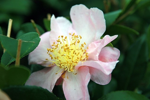 Camellia 'Winter's Star'