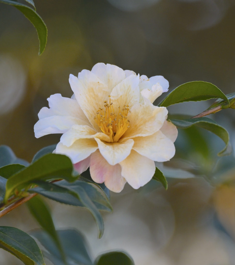 hybrid mix c sasanqua and c japonica golden yellow stamens