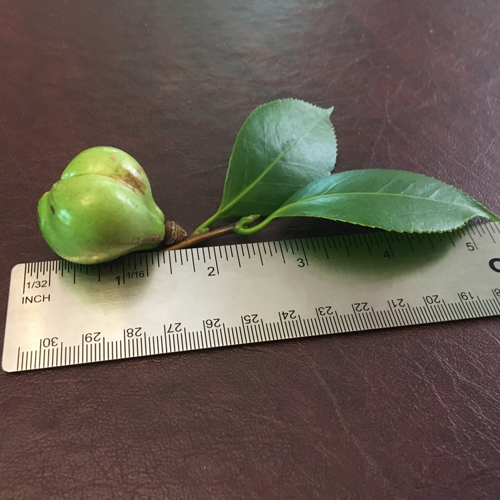 Camellia fruit Chatham County Lucille Zane_CC BY ND