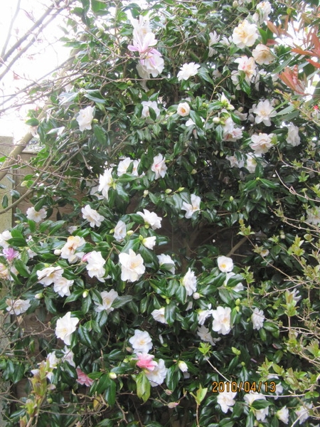 Camellia Japonica
