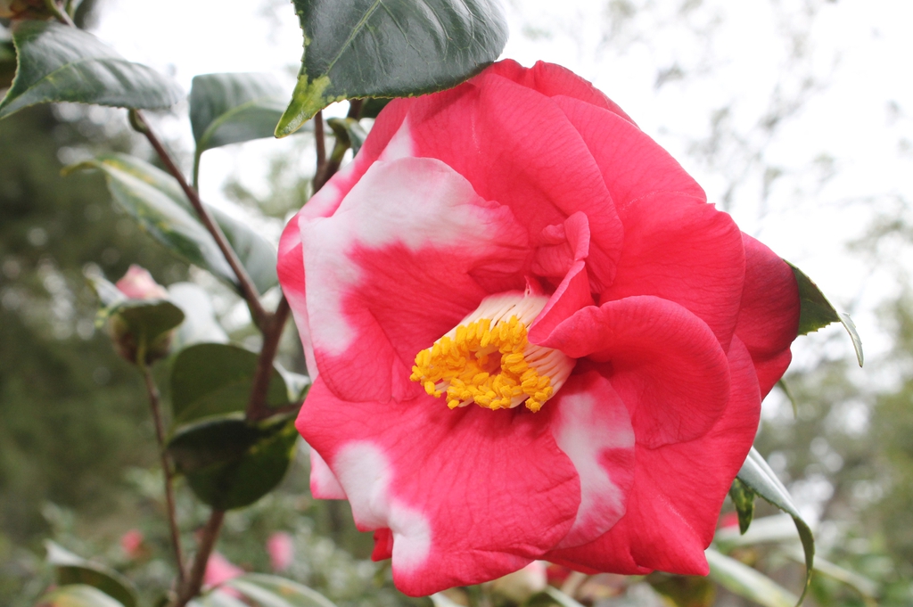 Camellia japonica Adolphe Audusson Special skdavidson nhc master