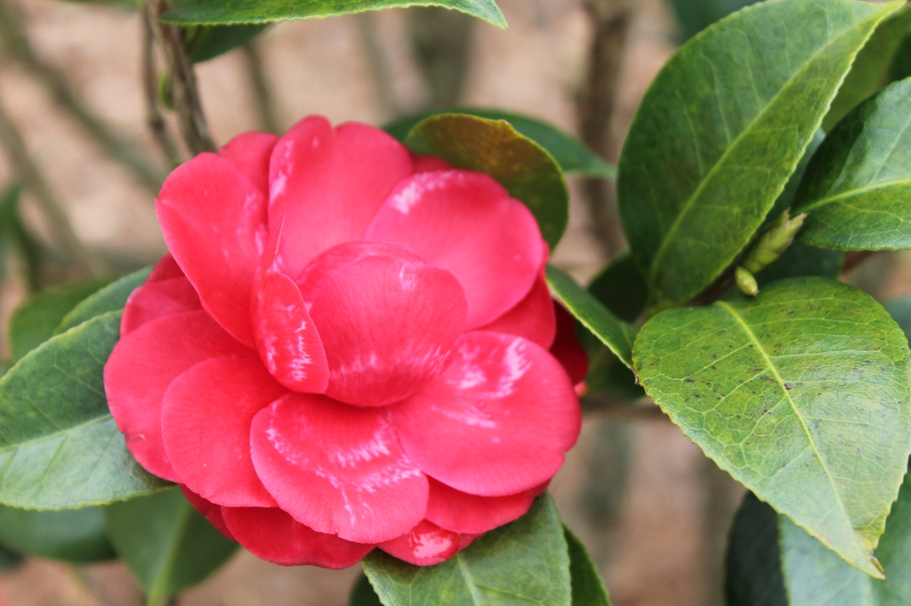 Camellia japonica Black Tie skdavidson nhc master gardener flowe