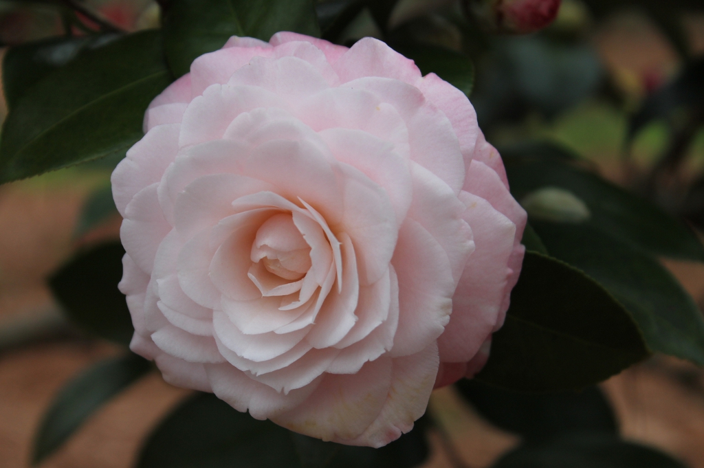 Camellia japonica Grace Albritton skdavidson nhc master gardener