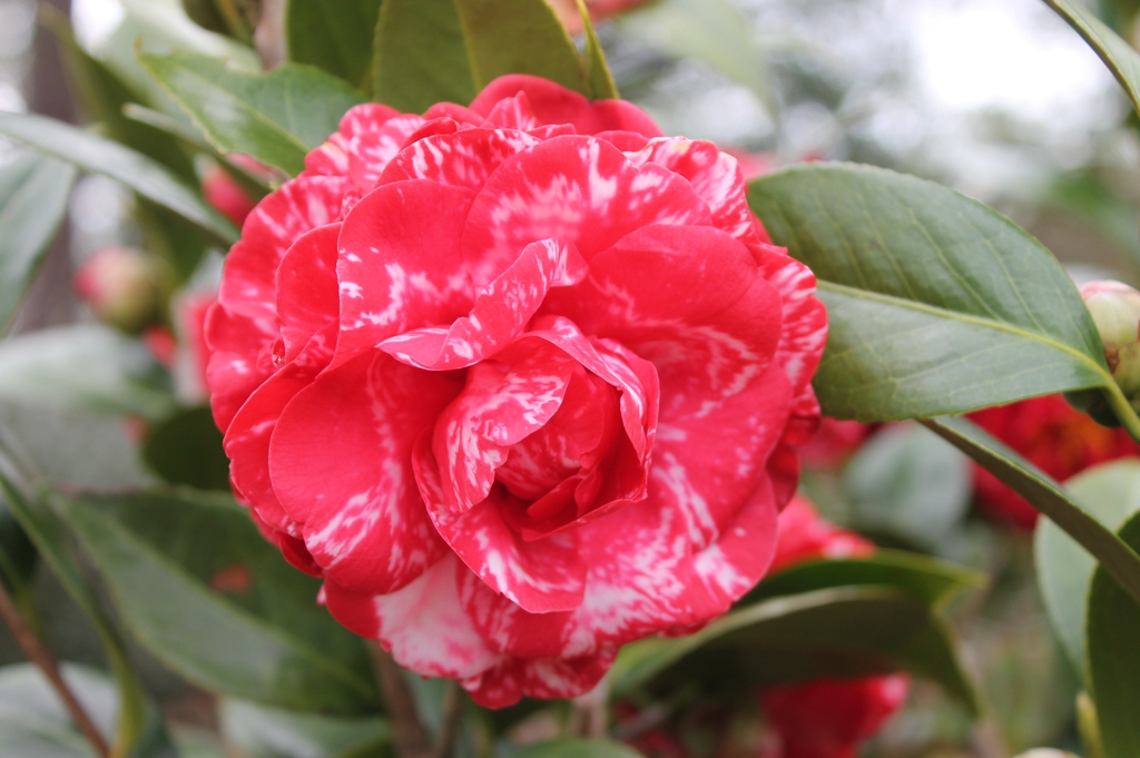 Camellia japonica Magic City skdavidson nhc master gardener flow