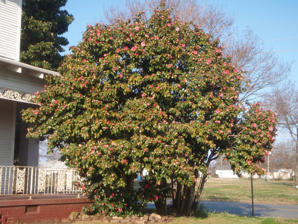 Camellia japonica - in bloom full plant