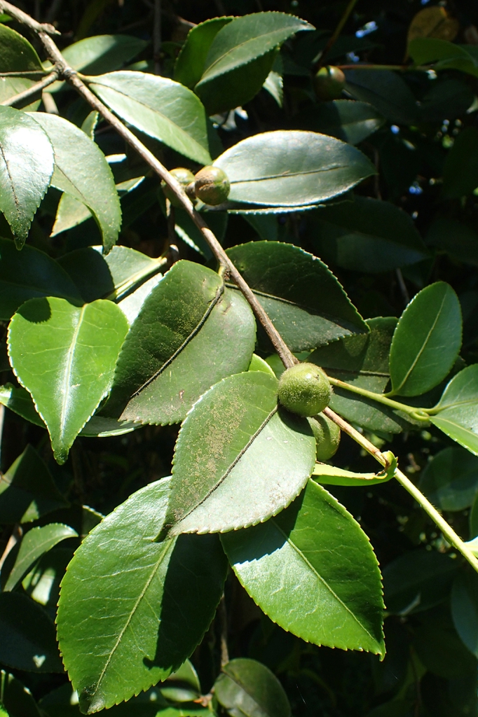 Camellia oleifera