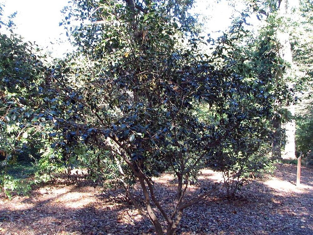 Camellia oleifera