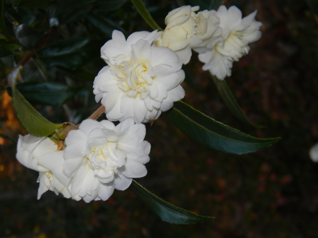Flower, Buncombe Co, NC