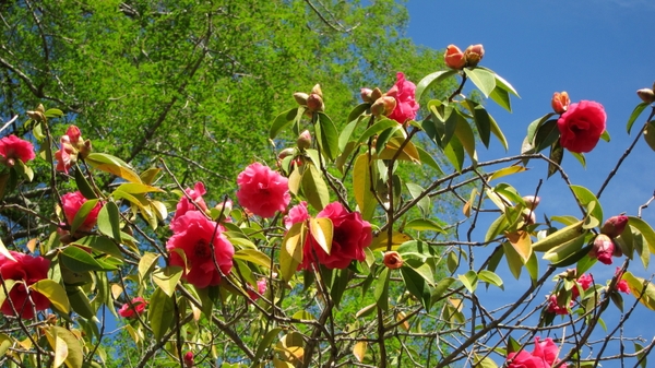 Camellia reticulata 