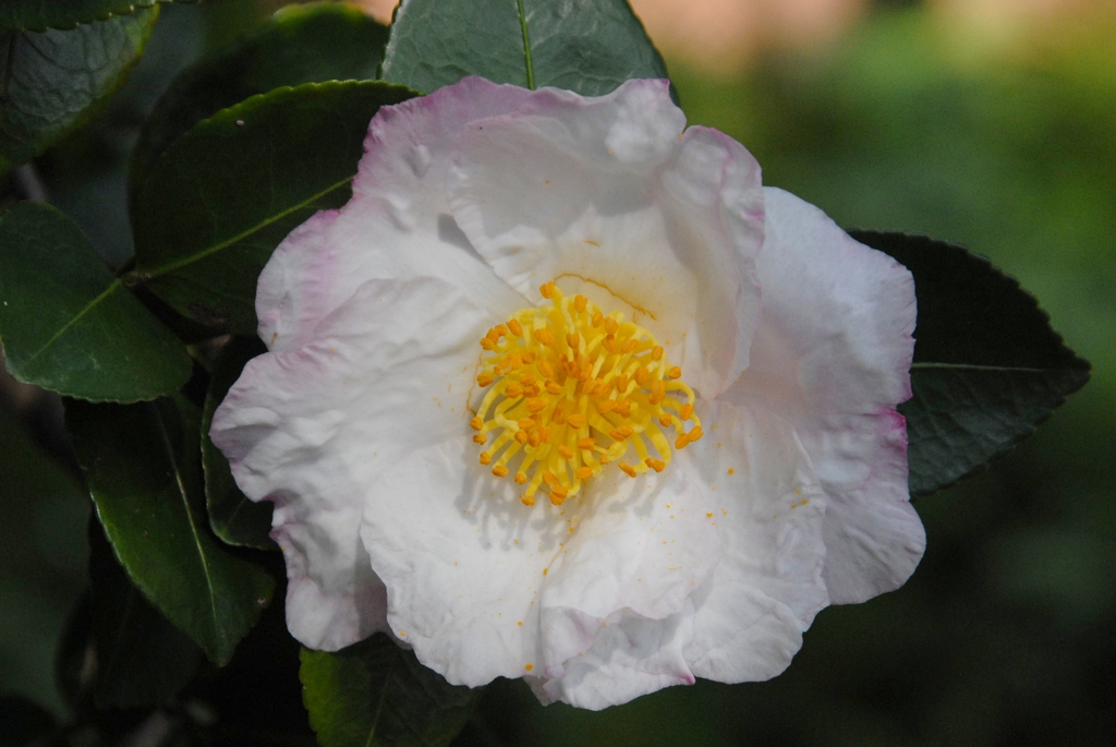 Single flower, petals white with pink blush. Many dark stamens