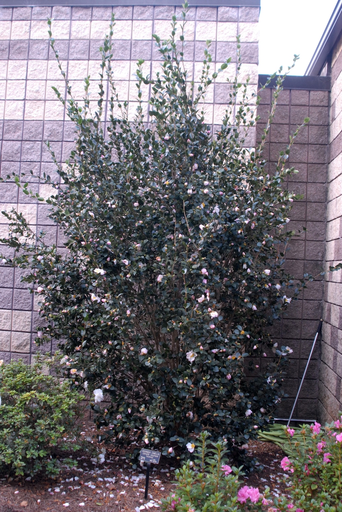 Tall shrub with dark green foliage and upright growth form