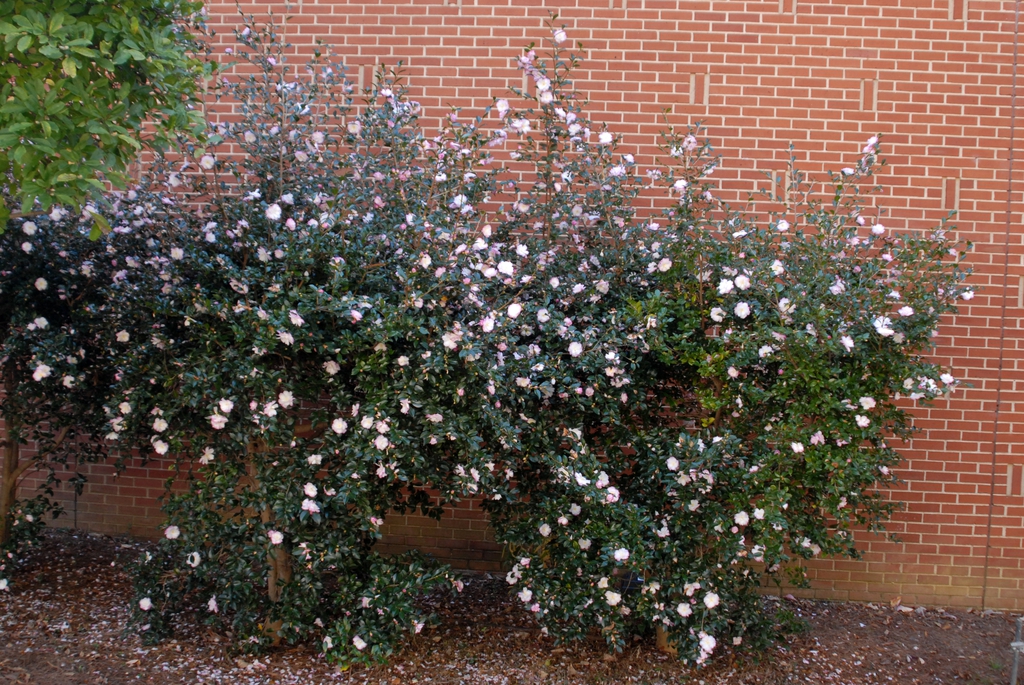 Small shrubs against a brick wall. Many pale flowers.