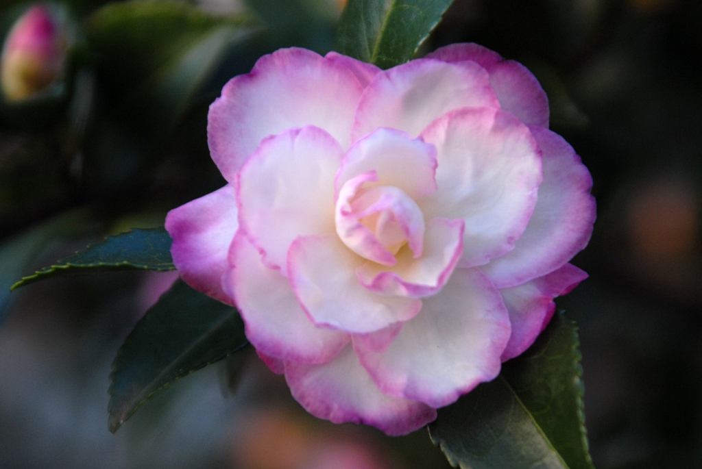 Double flower. Petals white with pink edges.