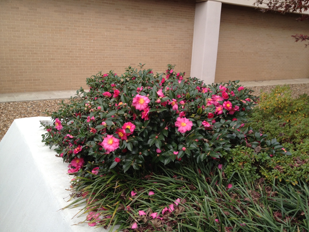 low shrub with pink flowers and dark glossy leaves.