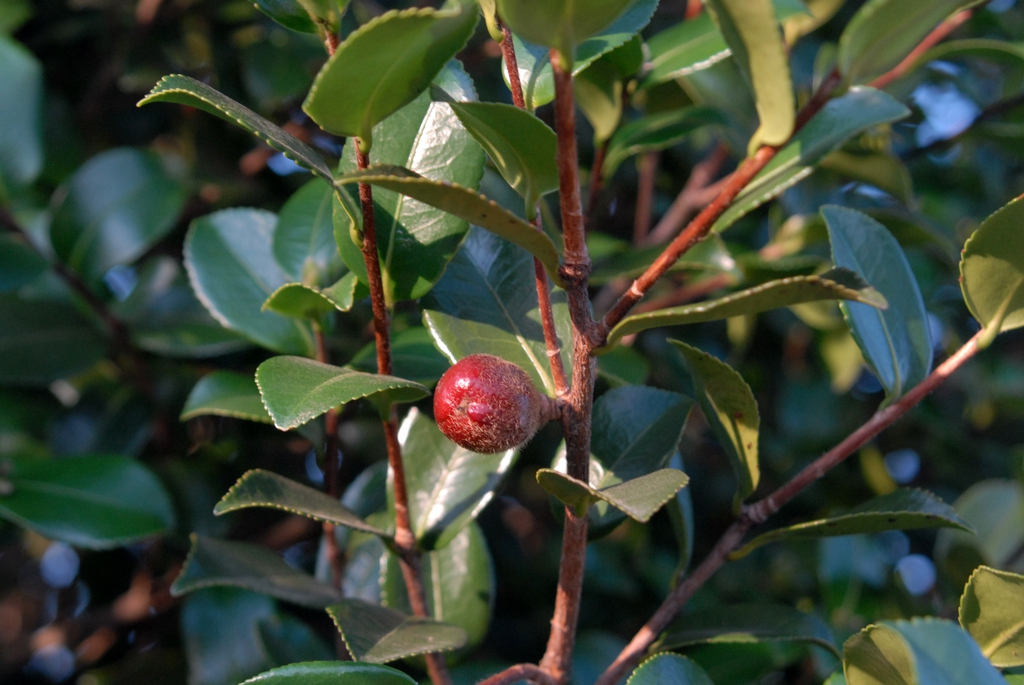 Shoots with glossy, serrate leaves. Small red berry-like capsule