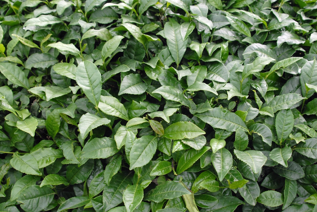 Camellia sinensis