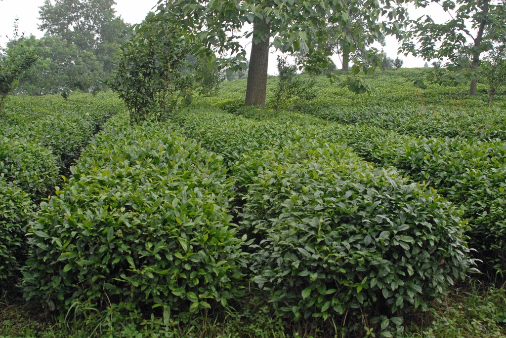 Plantation