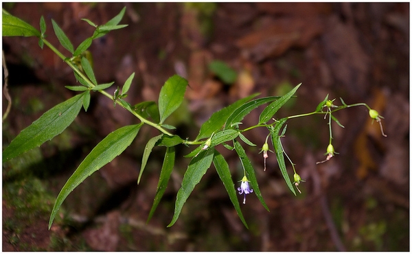 Campanula divaricata