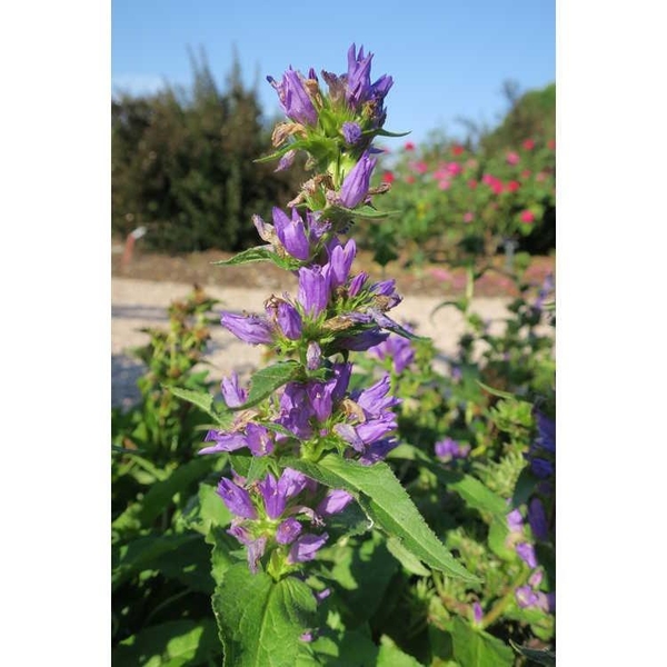 Campanula glomerata
