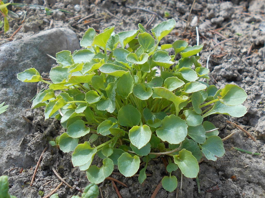Leaves