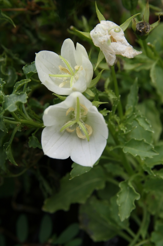 White Flower