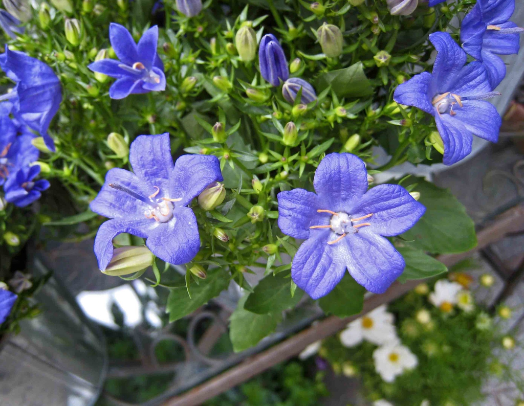 Blue flowers