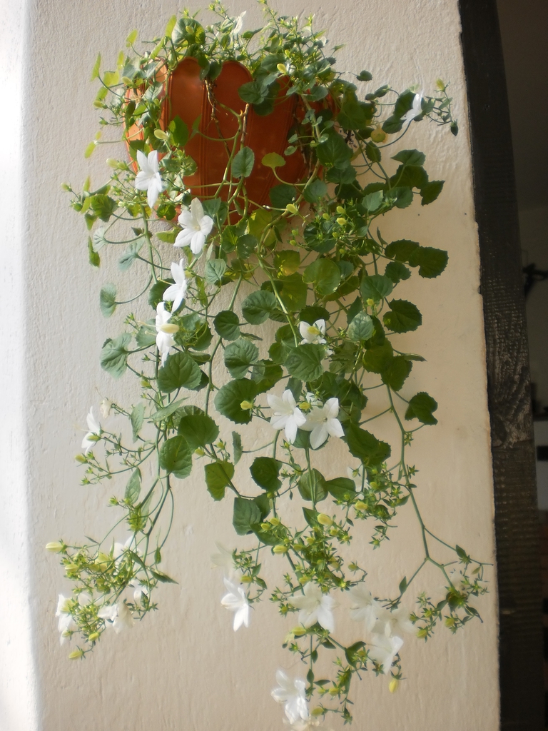 Hanging basket