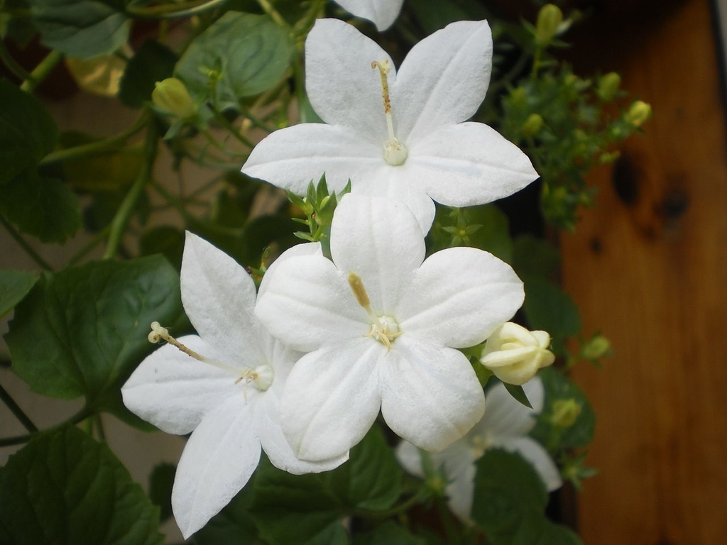 White flower