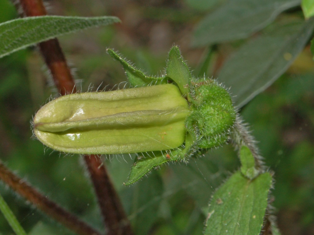 Flower bud