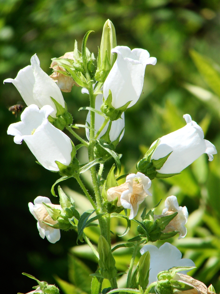 White flowers
