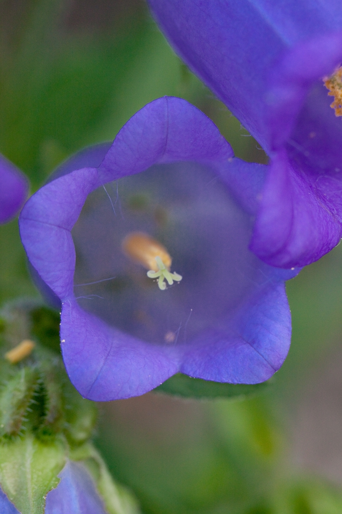 Close up flower