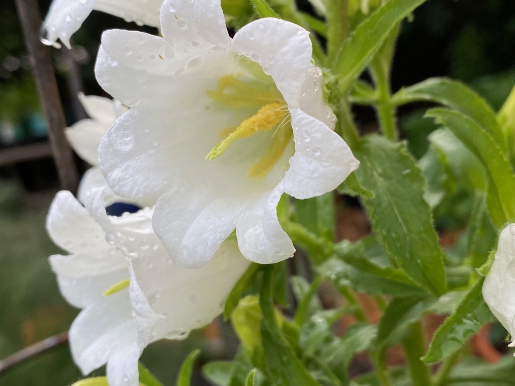 White Flower Closeup - Spring - Cumberland Co., NC