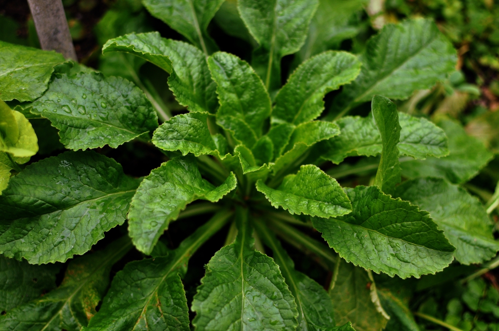 Rosette