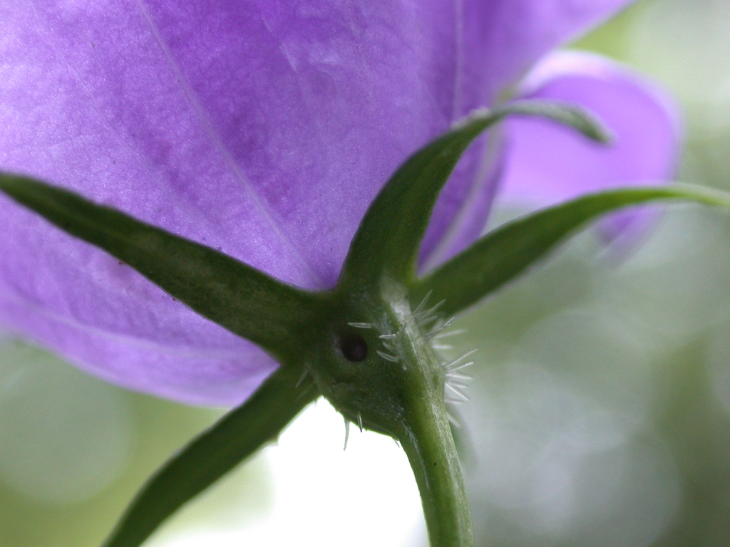Back of flower and stem